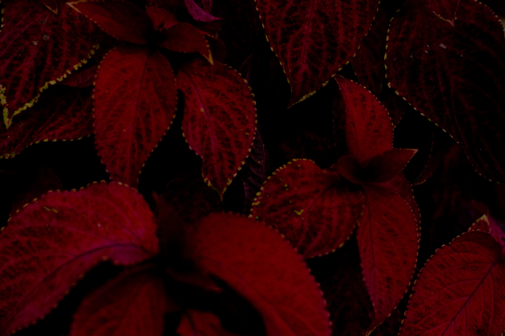 深紅