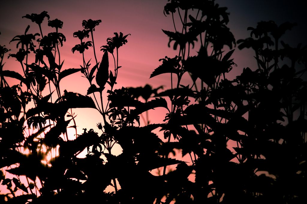 Silhouette　on　Red