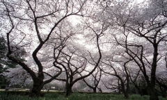 桜天井
