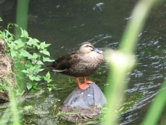 カモの＾＾ひと休み