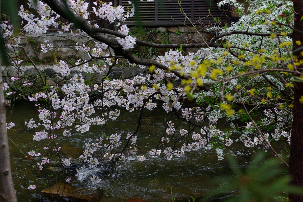 川＾と＾桜