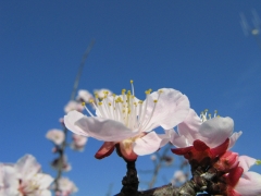 梅の花