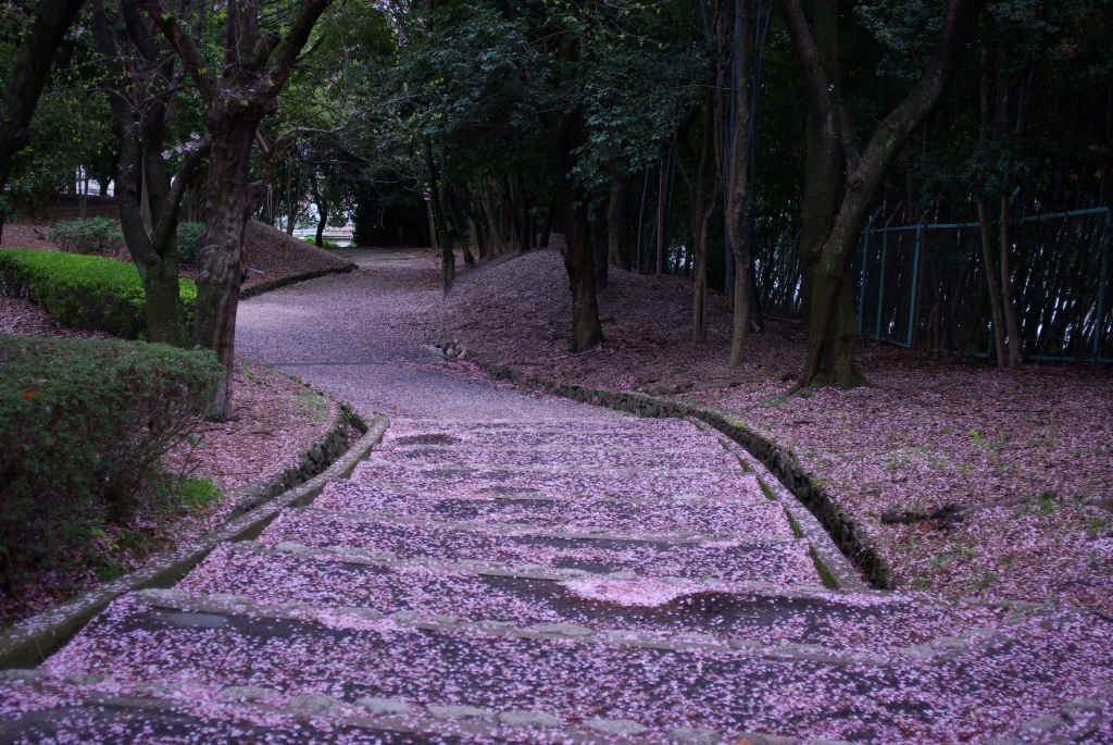 階段とsakura