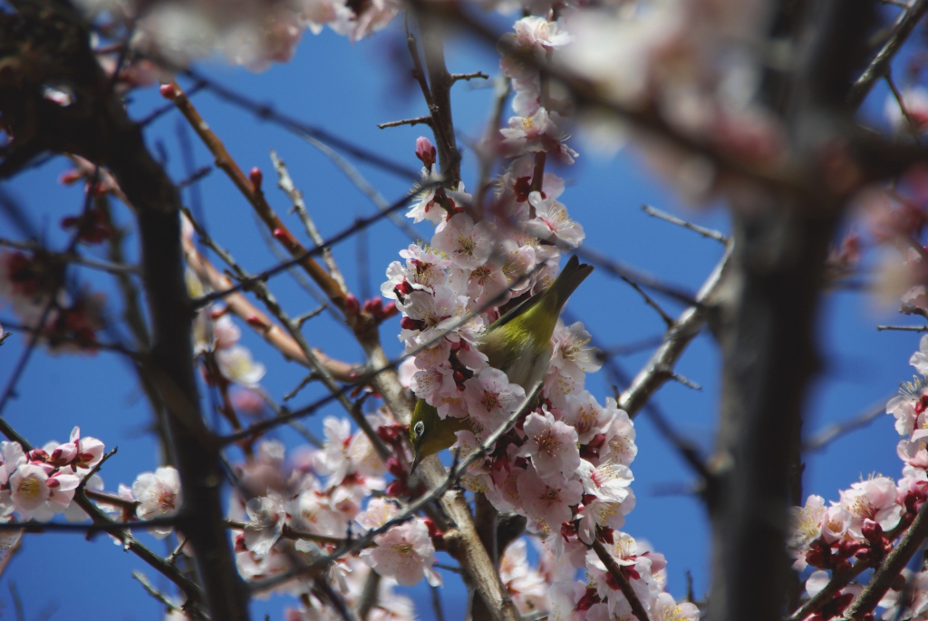 桜○リングに＾＾メジロが