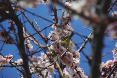 桜○リングに＾＾メジロが