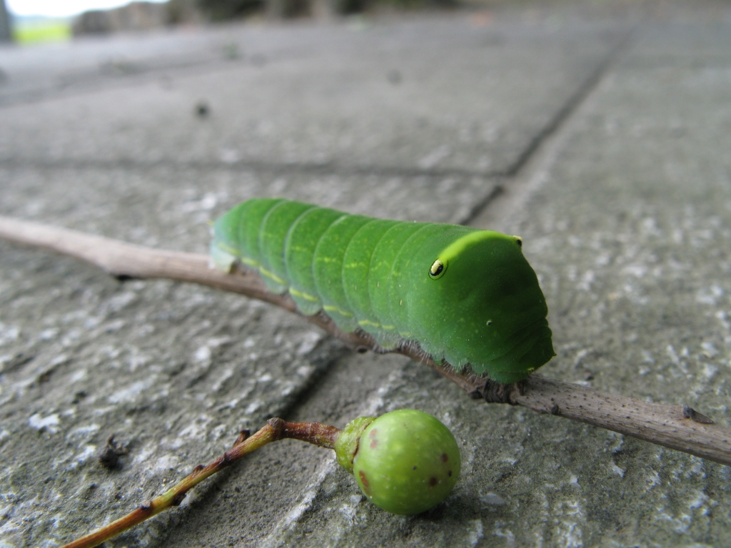 蝶の＾＾サナギ？