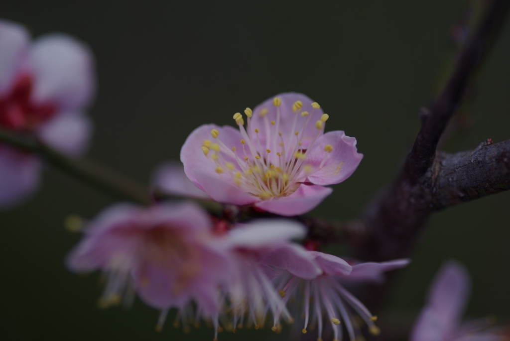 梅の花