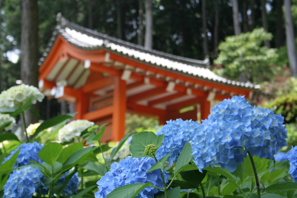 三室戸寺　紫陽花