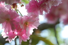 八重桜