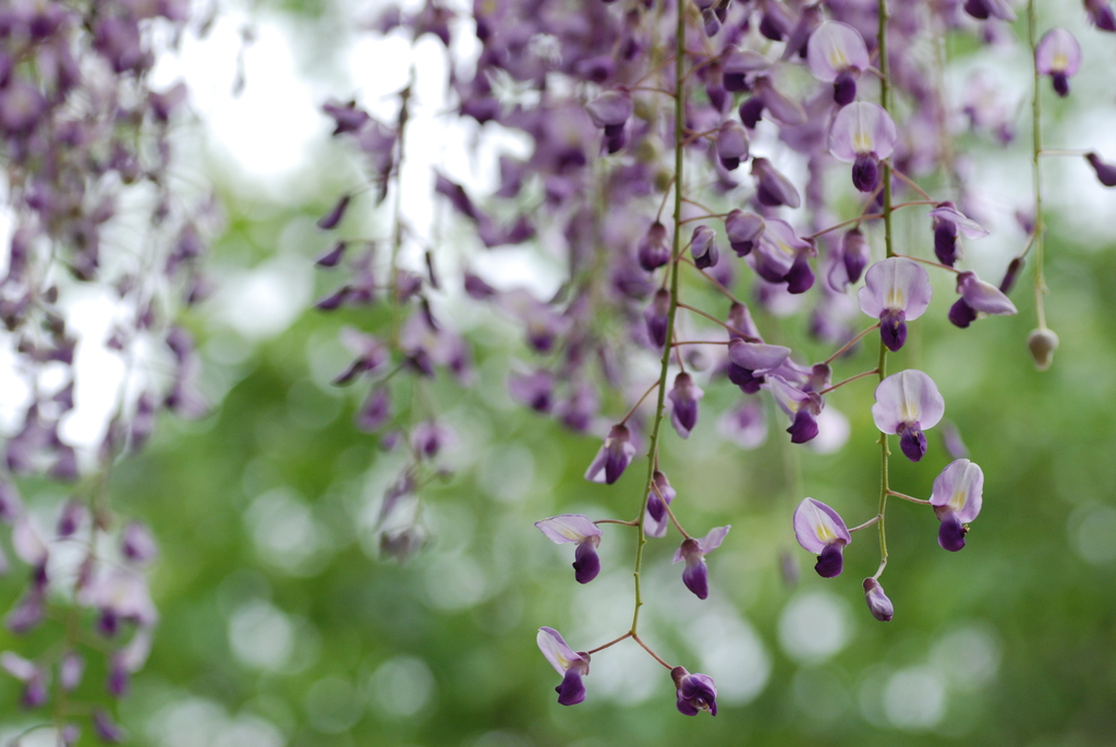 フジの花