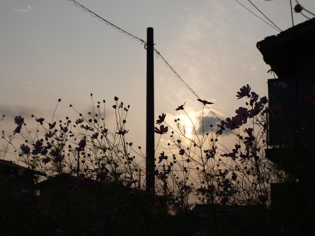 夕陽