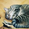 ねこ