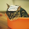 ねこ