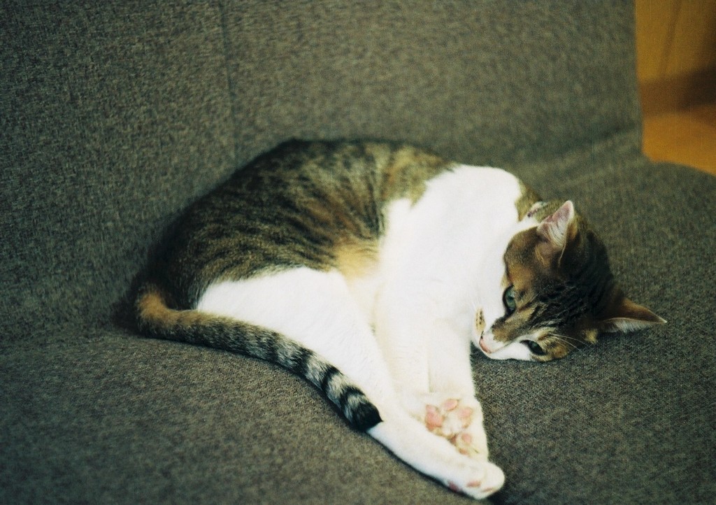 ねこ
