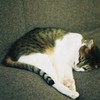 ねこ