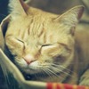 ねこ