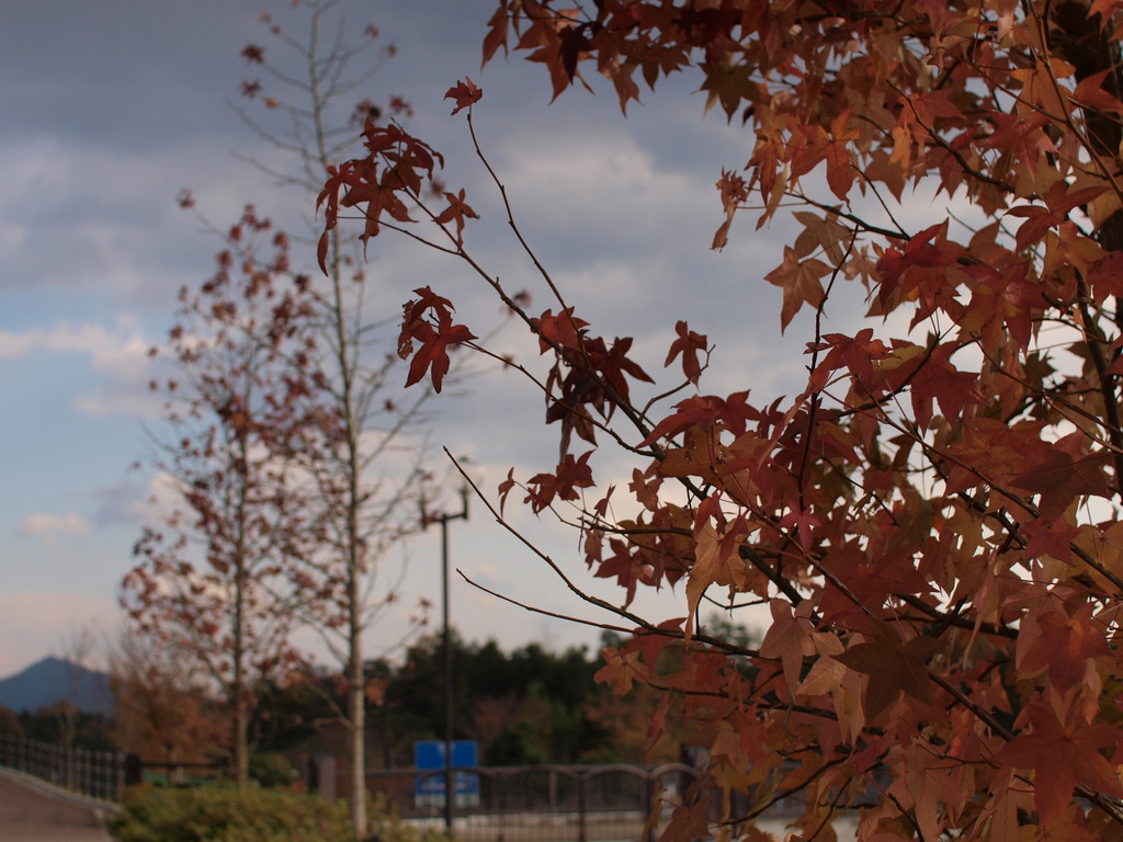 紅葉