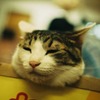 ねこ