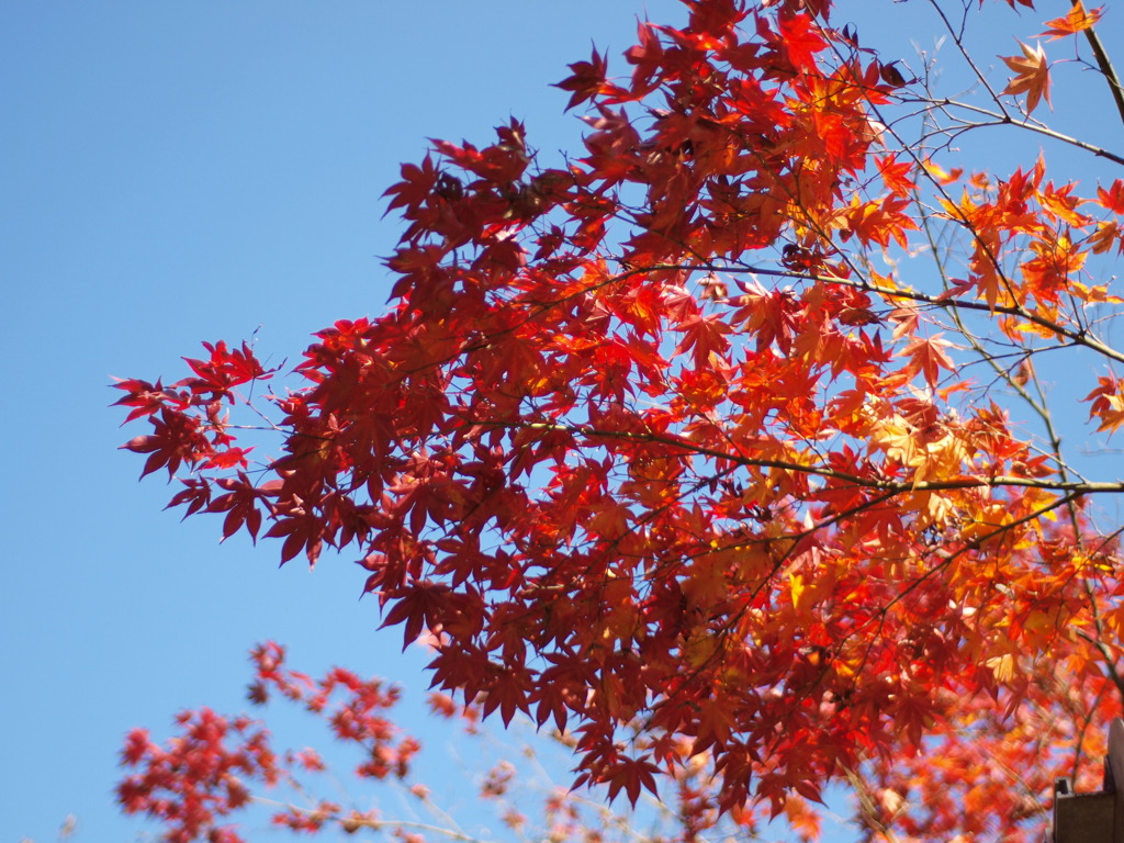 空と紅葉