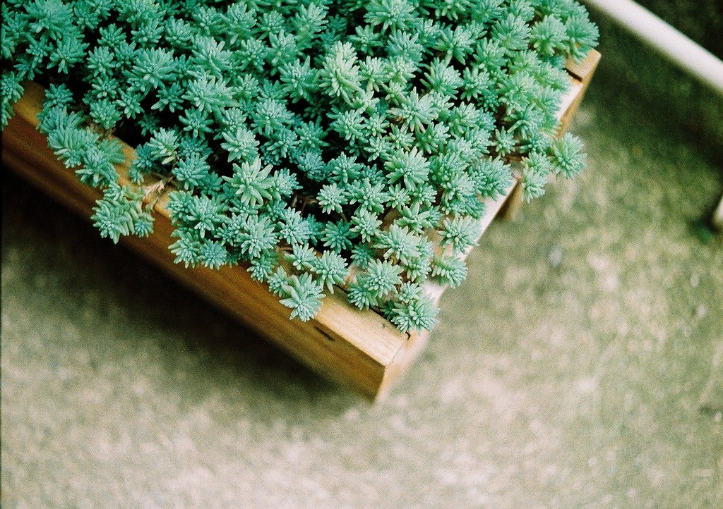 植物
