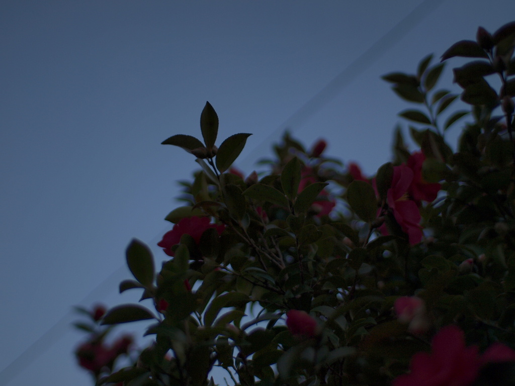青と花
