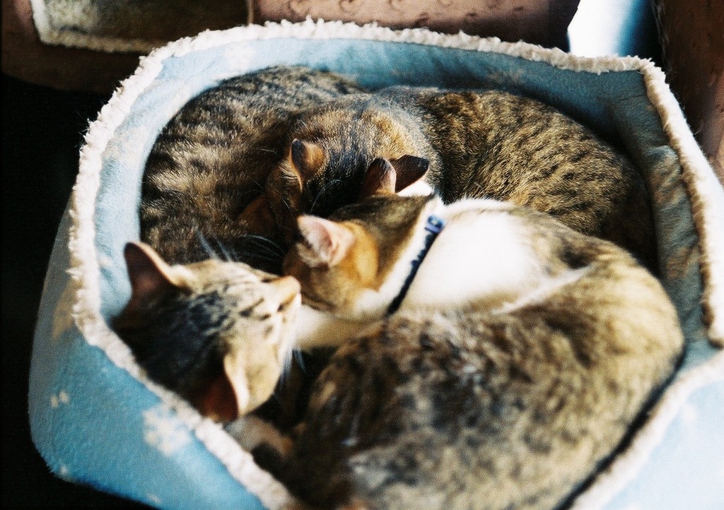 猫まみれ