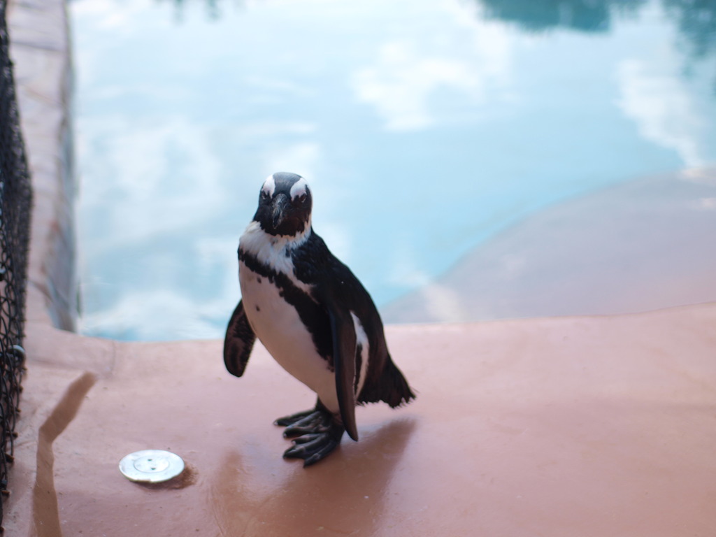 ペンギンさん