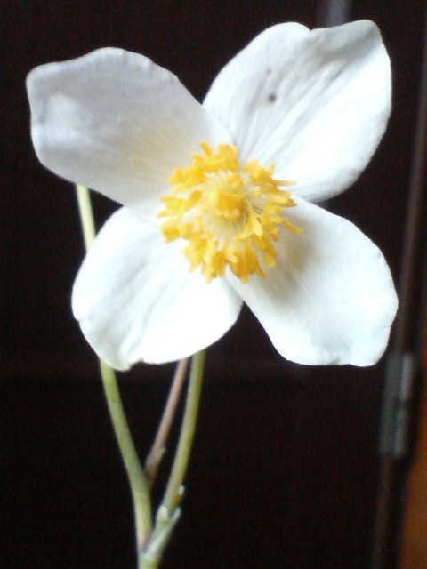 白雪芥子　20080422