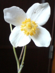 白雪芥子　20080422