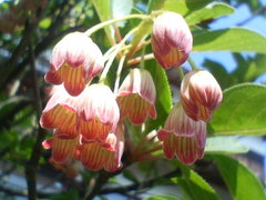 更紗灯台20080503