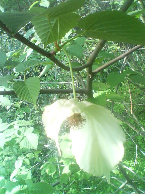 朝陽をあびて　20080430