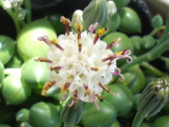 緑の鈴　20080422