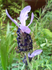 ラベンダー　20080526