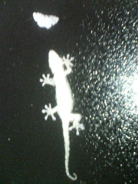 忍足・・・20080711