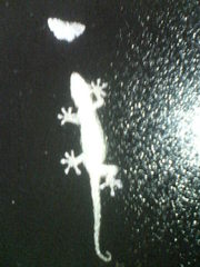 忍足・・・20080711