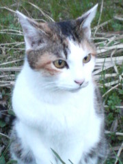 にゃん　20080422