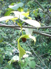 今日のハンカチの木　20080425