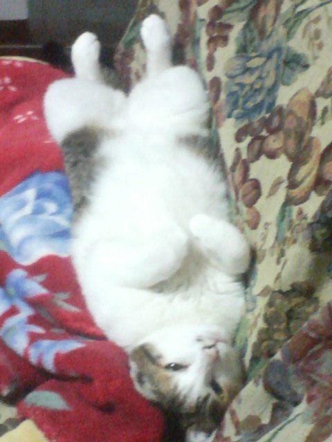 ニャン・・・(^_^;)　20080629