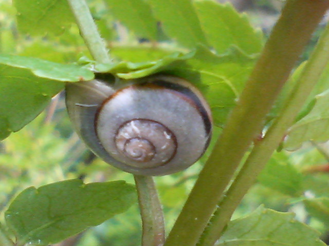 葉かげで・・・　20080426