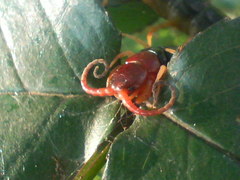 百足の顔　20080710
