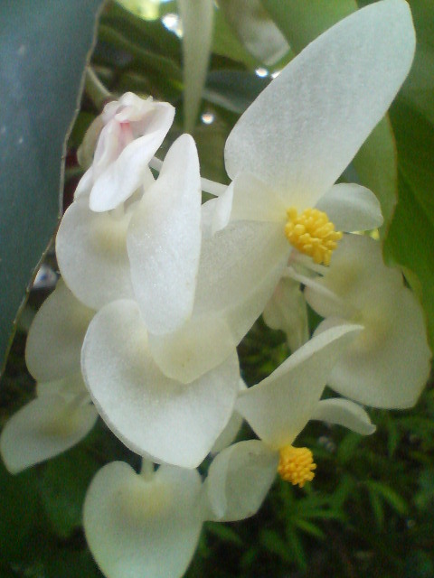 ミセスハシモト（木立ベゴニア）20080705