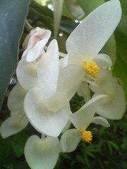 ミセスハシモト（木立ベゴニア）20080705