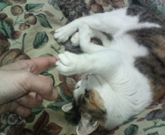 にゃん　20080408