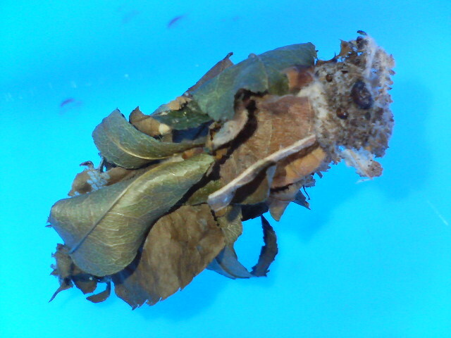 みのむしの蓑20080619