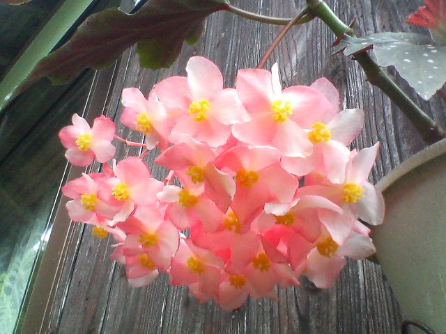 花のシャンデリア(椿姫)20080630