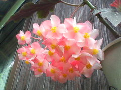 花のシャンデリア(椿姫)20080630