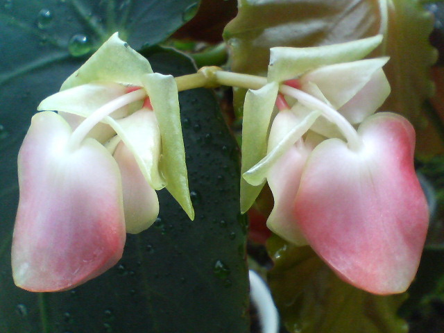 シンメトリー　20080426