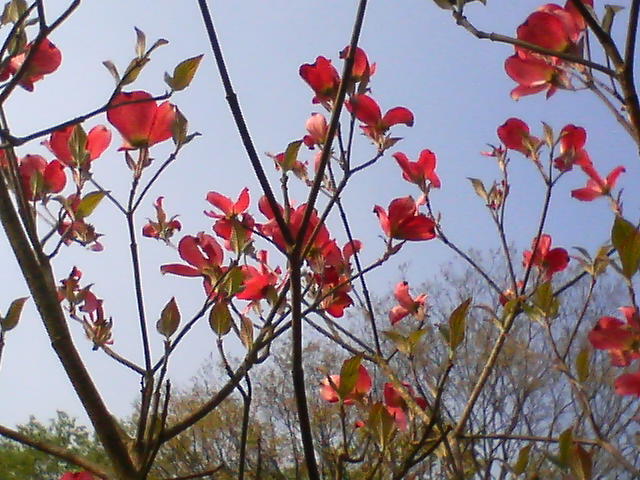 花水木　20080425