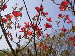 花水木　20080425