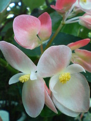 トキ（木立ベゴニア）20080608